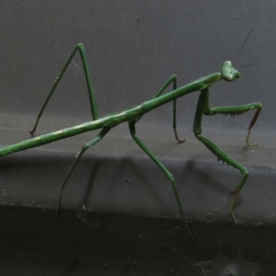 Mantodea (order) (Unidentified praying mantis) at Wanniassa, ACT - 5 May 2017 by JohnBundock