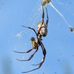 Trichonephila edulis (Golden orb weaver) at Pine Island to Point Hut - 5 May 2017 by JohnBundock