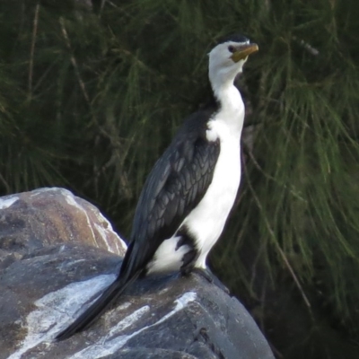 Microcarbo melanoleucos (Little Pied Cormorant) at Pine Island to Point Hut - 5 May 2017 by JohnBundock