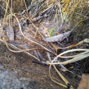 Coryphistes ruricola at Kambah, ACT - 26 Dec 2015