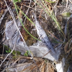 Coryphistes ruricola at Kambah, ACT - 26 Dec 2015