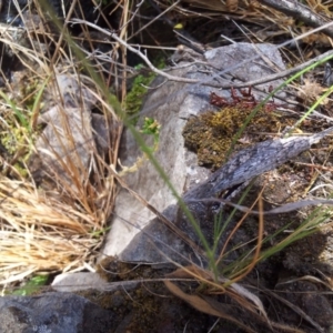 Coryphistes ruricola at Kambah, ACT - 26 Dec 2015