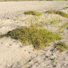 Persicaria prostrata (Creeping Knotweed) at Point Hut to Tharwa - 26 Feb 2017 by michaelb