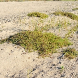 Persicaria prostrata at Paddys River, ACT - 26 Feb 2017 06:45 PM