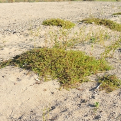 Persicaria prostrata (Creeping Knotweed) at Paddys River, ACT - 26 Feb 2017 by MichaelBedingfield