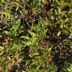 Persicaria prostrata at Paddys River, ACT - 26 Feb 2017 06:45 PM