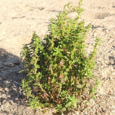 Dysphania pumilio (Small Crumbweed) at Paddys River, ACT - 26 Feb 2017 by MichaelBedingfield