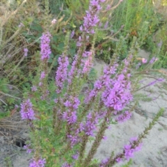 Lythrum salicaria (Purple Loosestrife) at Point Hut to Tharwa - 26 Feb 2017 by michaelb