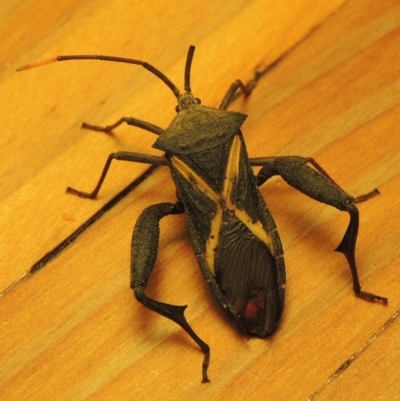 Mictis profana (Crusader Bug) at Point Hut to Tharwa - 25 Feb 2017 by michaelb