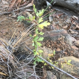 Crataegus monogyna at Canberra Central, ACT - 6 May 2017 11:04 AM