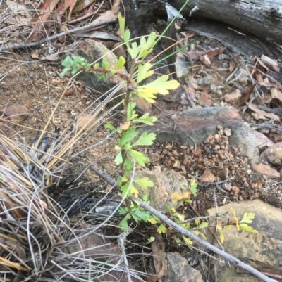 Crataegus monogyna (Hawthorn) at Black Mountain - 6 May 2017 by Floramaya