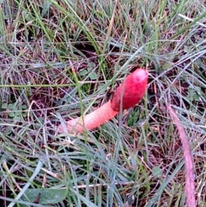 Phallus rubicundus at Kambah, ACT - 23 Apr 2012