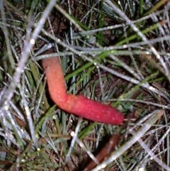 Phallus rubicundus at Kambah, ACT - 23 Apr 2012