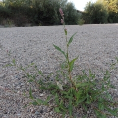 Persicaria decipiens (Slender Knotweed) at Point Hut to Tharwa - 26 Feb 2017 by michaelb