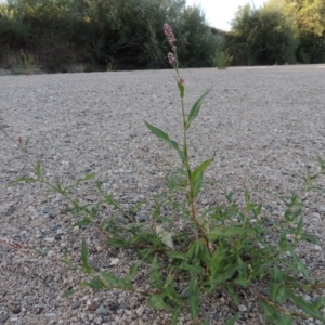 Persicaria decipiens at Paddys River, ACT - 26 Feb 2017