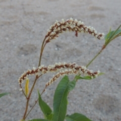 Persicaria lapathifolia (Pale Knotweed) at Point Hut to Tharwa - 26 Feb 2017 by michaelb