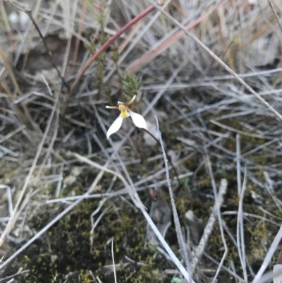 Eriochilus cucullatus (Parson's Bands) at Goorooyarroo NR (ACT) - 6 May 2017 by AaronClausen