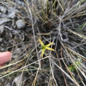 Corunastylis cornuta at Goorooyarroo NR (ACT) - suppressed