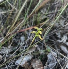 Corunastylis cornuta at Goorooyarroo NR (ACT) - 6 May 2017