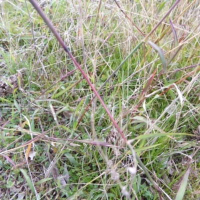 Bothriochloa macra (Red Grass, Red-leg Grass) at Hall, ACT - 6 May 2017 by AndyRussell