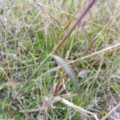 Bothriochloa macra at Hall, ACT - 6 May 2017