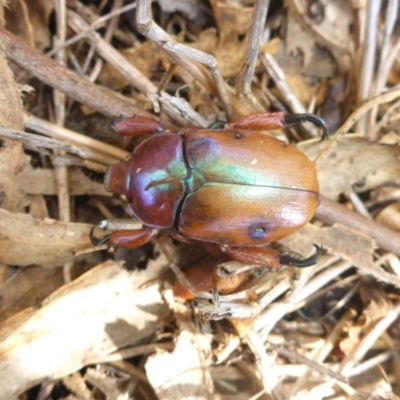 Anoplognathus montanus (Montane Christmas beetle) at Hall, ACT - 6 May 2017 by JanetRussell