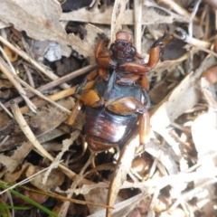 Anoplognathus montanus at Hall, ACT - 6 May 2017