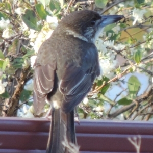 Cracticus torquatus at Conder, ACT - 6 May 2017 12:00 AM