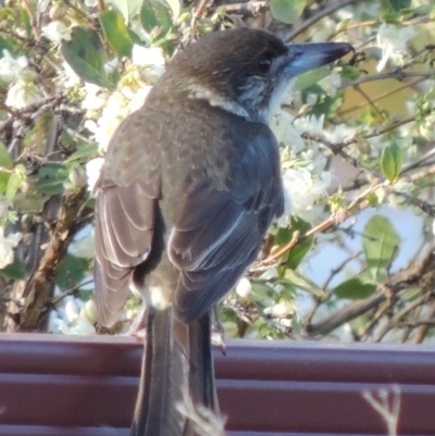 Cracticus torquatus (Grey Butcherbird) at Pollinator-friendly garden Conder - 5 May 2017 by michaelb