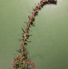 Artemisia verlotiorum (Chinese Mugwort) at Tennent, ACT - 6 May 2017 by michaelb