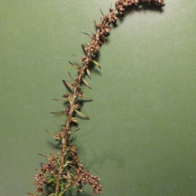 Artemisia verlotiorum (Chinese Mugwort) at Gigerline Nature Reserve - 6 May 2017 by michaelb