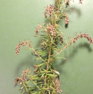 Artemisia verlotiorum at Tennent, ACT - 6 May 2017