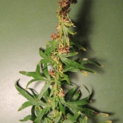 Artemisia verlotiorum at Tennent, ACT - 6 May 2017