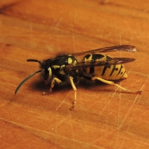 Vespula germanica at Paddys River, ACT - 3 May 2017 09:16 PM