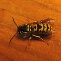 Vespula germanica at Paddys River, ACT - 3 May 2017 09:16 PM