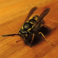 Vespula germanica at Paddys River, ACT - 3 May 2017 09:16 PM