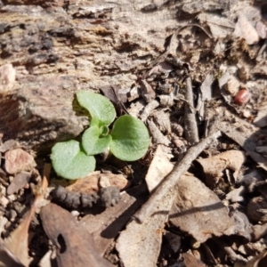 Diplodium sp. at Murrumbateman, NSW - 7 May 2017