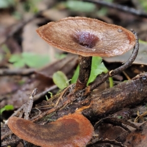 Picipes 'melanopus group' at Cotter River, ACT - 27 Apr 2017