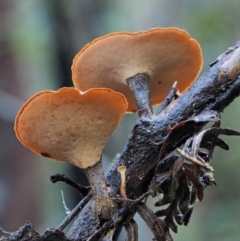 Picipes 'melanopus group' at Cotter River, ACT - 27 Apr 2017