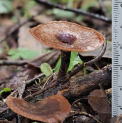 Picipes 'melanopus group' at Cotter River, ACT - 27 Apr 2017 01:58 PM