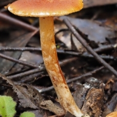 Gymnopilus sp. (Gymnopilus) at Namadgi National Park - 27 Apr 2017 by KenT