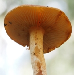 Gymnopilus sp. at Cotter River, ACT - 27 Apr 2017 11:33 AM