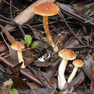 Gymnopilus sp. at Cotter River, ACT - 27 Apr 2017 11:33 AM