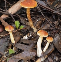 Gymnopilus sp. at Cotter River, ACT - 27 Apr 2017 11:33 AM