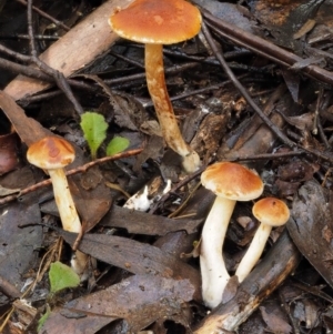 Gymnopilus sp. at Cotter River, ACT - 27 Apr 2017 11:33 AM