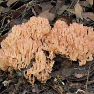 Ramaria sp. at Cotter River, ACT - 27 Apr 2017 09:18 AM