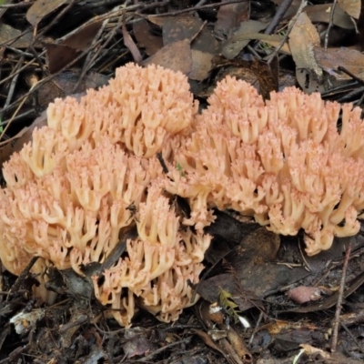 Ramaria sp. (A Coral fungus) at Cotter River, ACT - 26 Apr 2017 by KenT