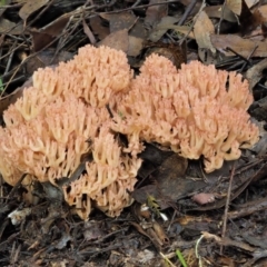 Ramaria sp. at Cotter River, ACT - 27 Apr 2017