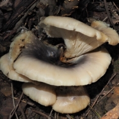 Omphalotus nidiformis (Ghost Fungus) at Cotter River, ACT - 27 Apr 2017 by KenT