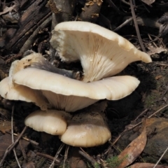 Omphalotus nidiformis at Cotter River, ACT - 27 Apr 2017 12:55 PM